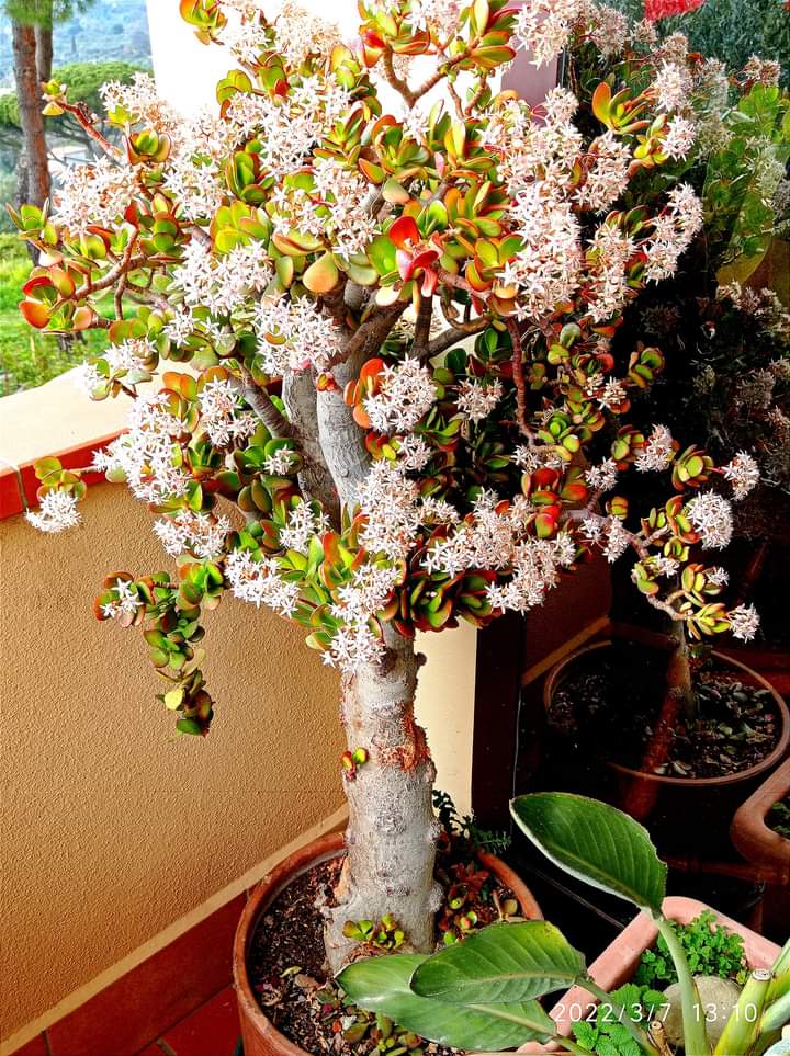 Albero di Giada la pianta della positività e della fortuna da tenere
