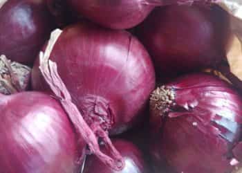 cipolle conservazione