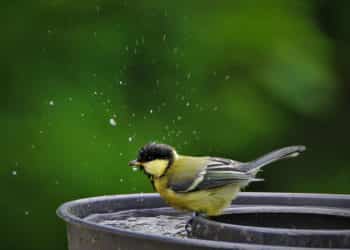 abbeveratoio per uccelli