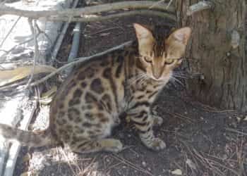 gatto del bengala