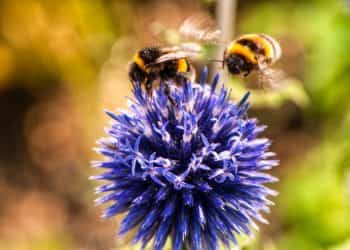 insetti impollinatori