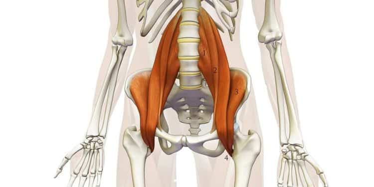 psoas