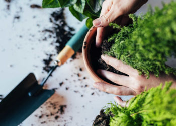 sterilizzare il terreno