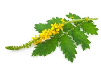 Agrimonia eupatoria: proprietà e consigli d’uso
