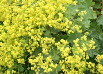 alchemilla vulgaris