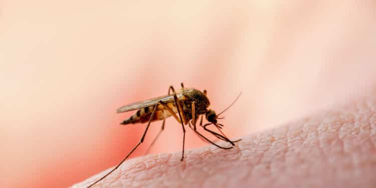 zanzare geneticamente modificate contro la malaria