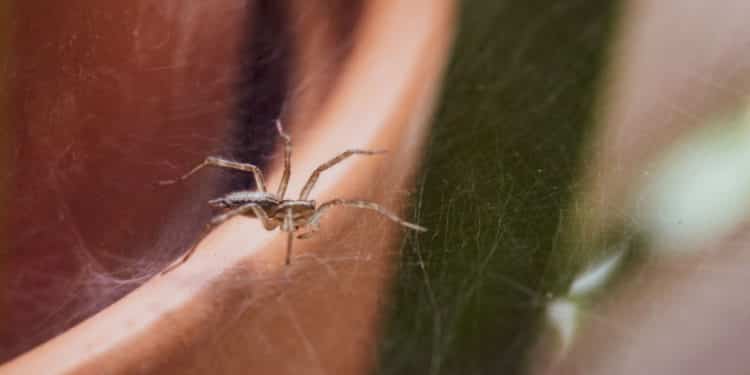 Come allontare il ragni nelle case  --- (Fonte immagine: https://www.ambientebio.it/wp-content/uploads/2023/09/ragni-in-casa-750x375.jpg)