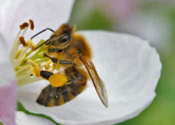 insetti impollinatori