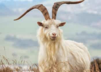 cashmere