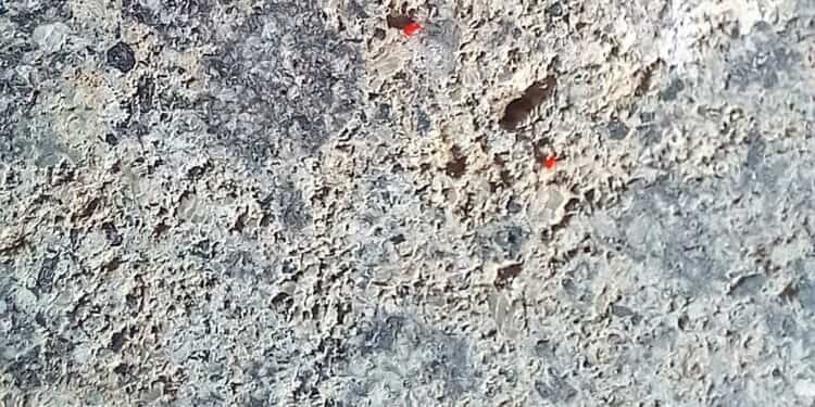 ragnetto rosso