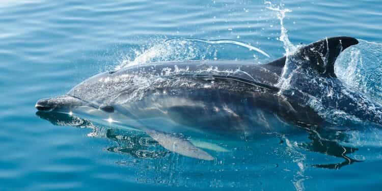 delfino
