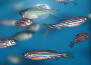 zebrafish pesce zebra terapie