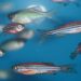 zebrafish pesce zebra terapie