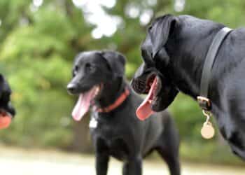 antiparassitari per cani