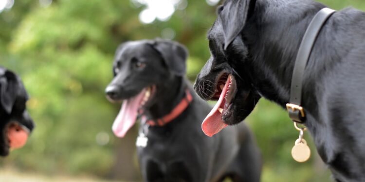 antiparassitari per cani