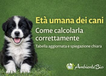 età dei cani e umana