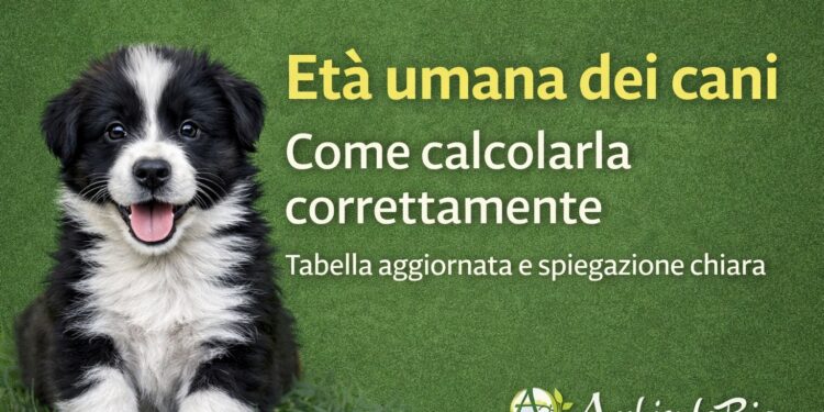 età dei cani e umana