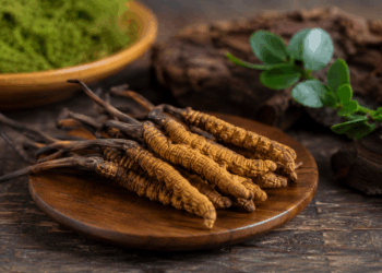 Cordyceps sinensis