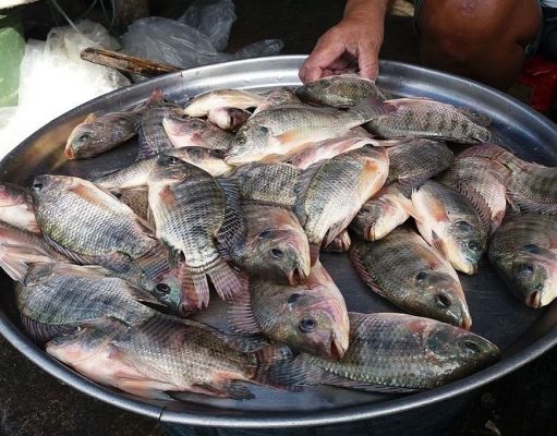 Tilapia Cosa Si Nasconde Dietro Al Pesce Piu Consumato Al Mondo Ambiente Bio