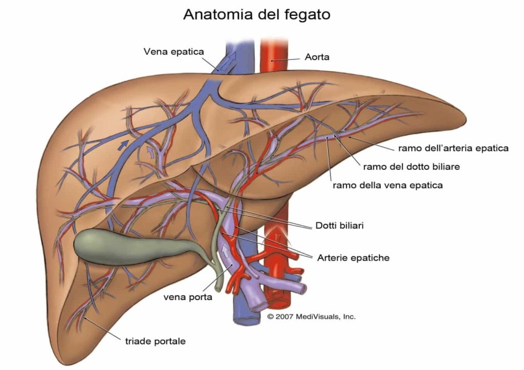 transaminasi alte