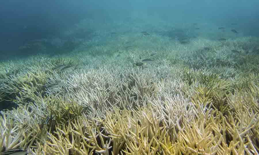 barriera corallina morta