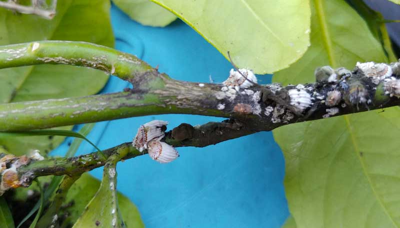 cocciniglia rimedi naturali limone