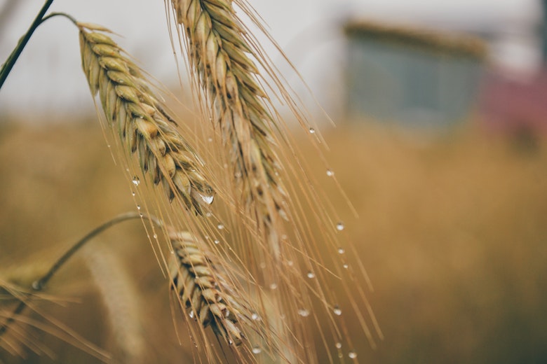 grano duro biologico