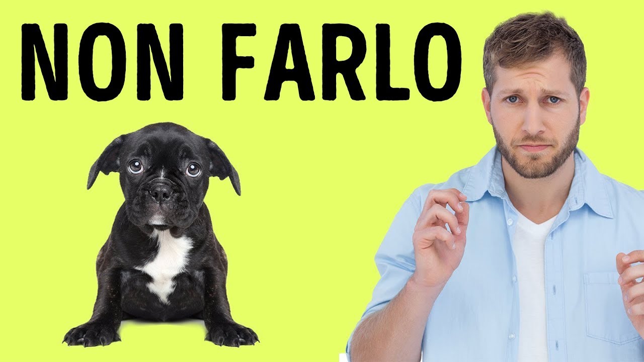 Le cose che amiamo fare ma che il cane odia