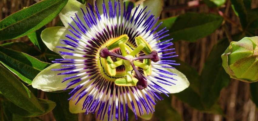 ansia rimedi naturali passiflora proprietà