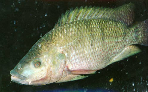 tilapia